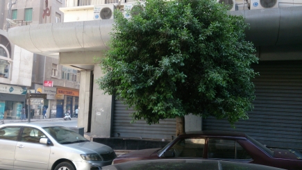 <a class="fancybox" rel="gallery-images" href="https://www.cuipcairo.org/sites/default/files/styles/largest/public/d1e001.jpg?itok=W8GH9qkS" title="">تكبير</a><br >٢٠١٥، أغسطس ٠٣، ٠٤:٠٨مساءاً<br>