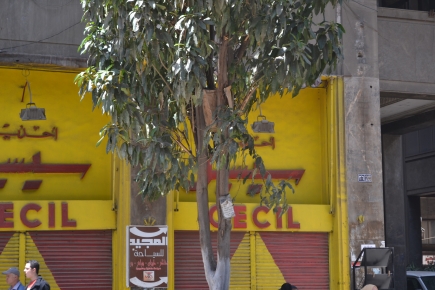 <a class="fancybox" rel="gallery-images" href="https://www.cuipcairo.org/sites/default/files/styles/largest/public/e5i008_2_0.jpg?itok=n9i0Vm89" title="Cecil Shoemaker">Enlarge</a><br >2015, Sep 08, 04:09pm<br>Cecil Shoemaker<br />The shop is now closed for renovation.